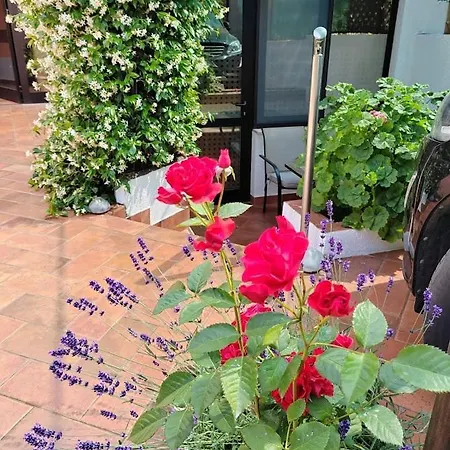 Daire 700 M Od Mora Valbandon, Hrvatska *